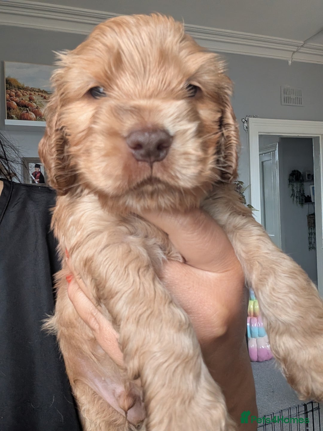 Cocker Spaniel dogs for sale: 🐾pedigree Show cocker spaniel🐾 - Image 17