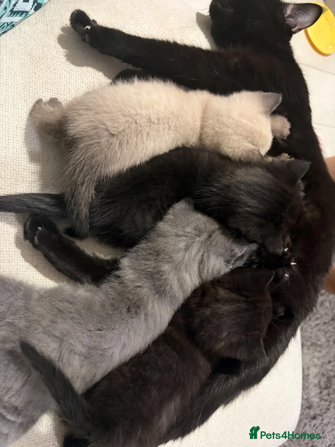 British Shorthair cats for sale: British shorthair  - Advert 13