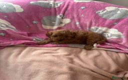 Cavapoo dogs for sale: Two Extensively Health Tested Cavapoo Girls   - Image 2