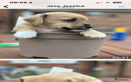 Jackapoo dogs for sale: Three jackapoo puppies - Image 12