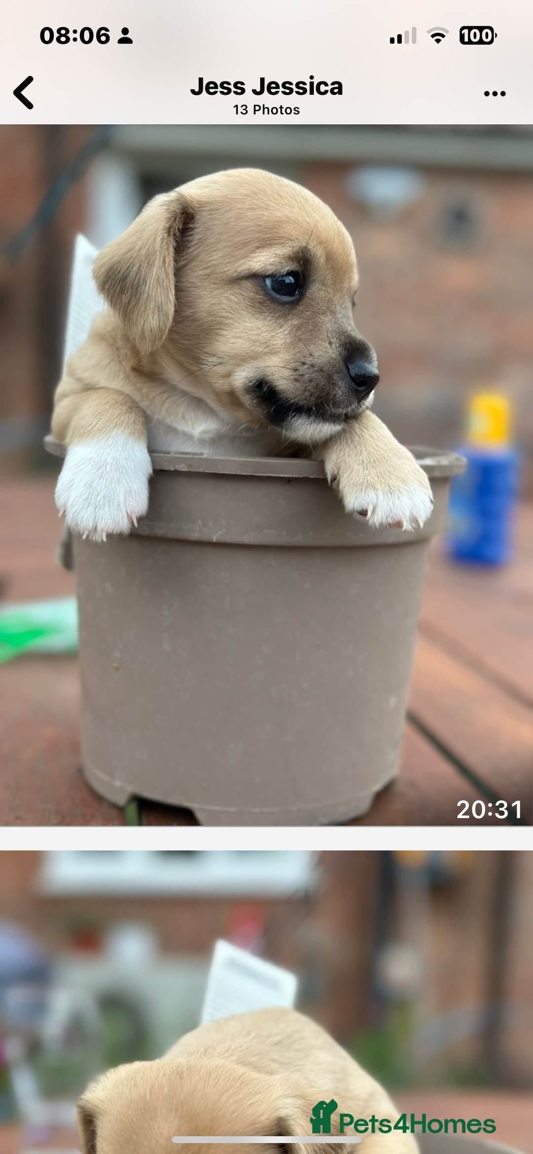 Jackapoo dogs for sale: Three jackapoo puppies - Image 12