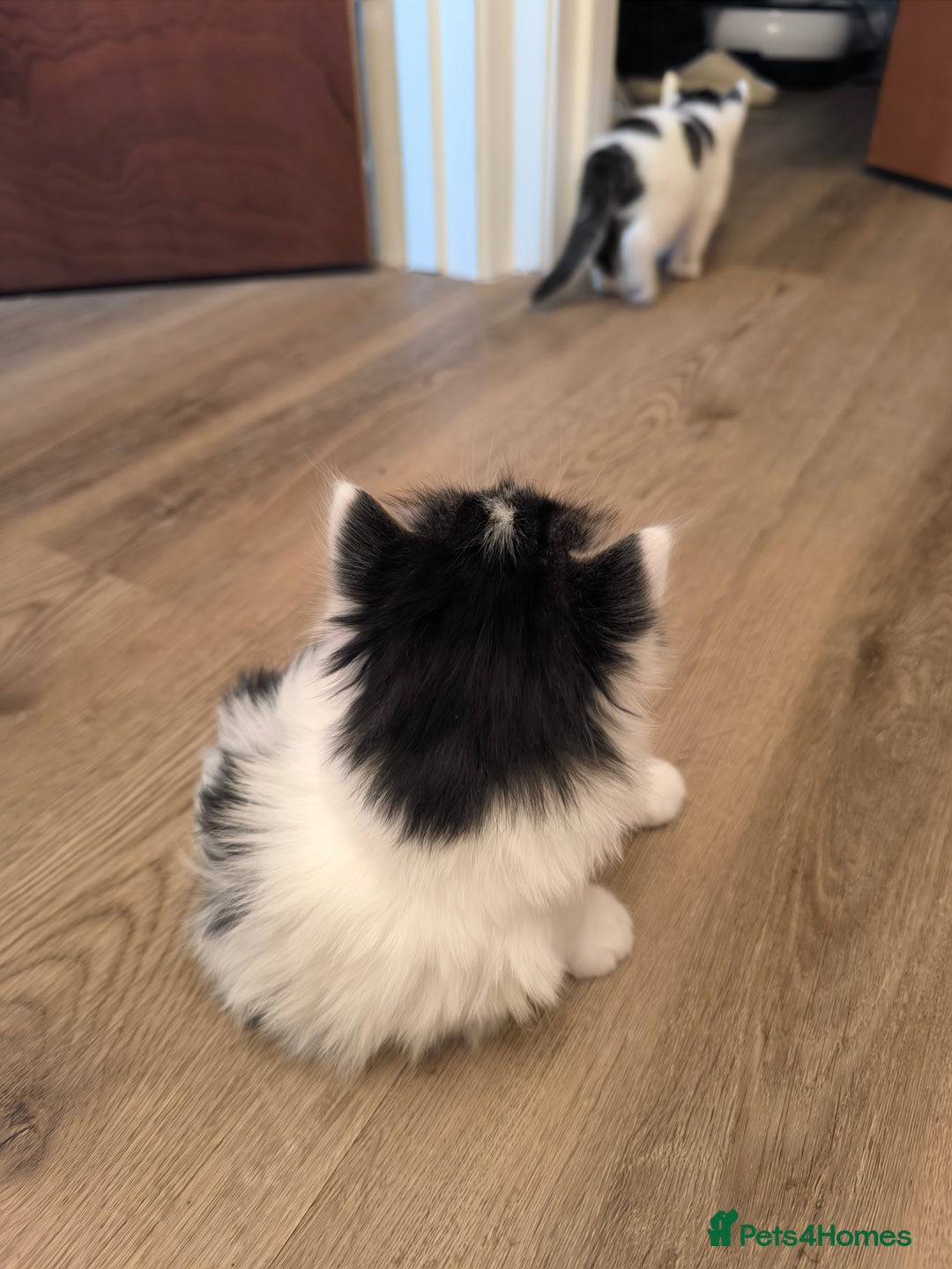 Mixed Breed cats for sale: Beautiful kittens are looking for a new family. - Advert 12