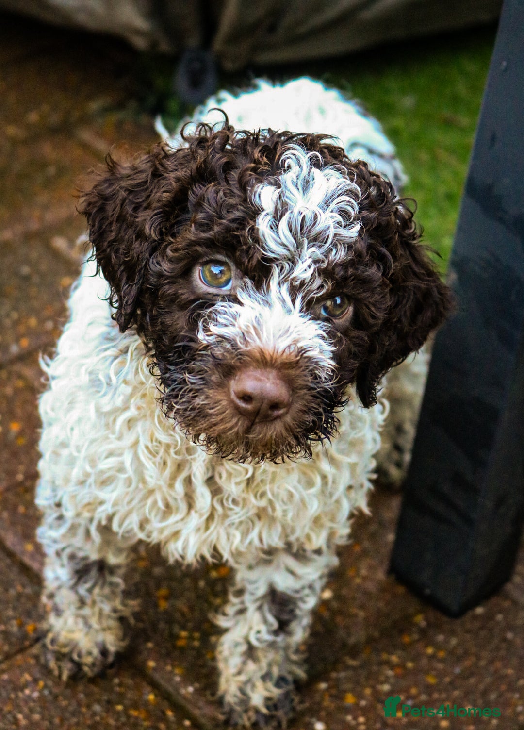 Lagotto Romagnolo dogs for sale: *READY NOW*10 WKS OLD* KC Reg Full Health Tested - Advert 23