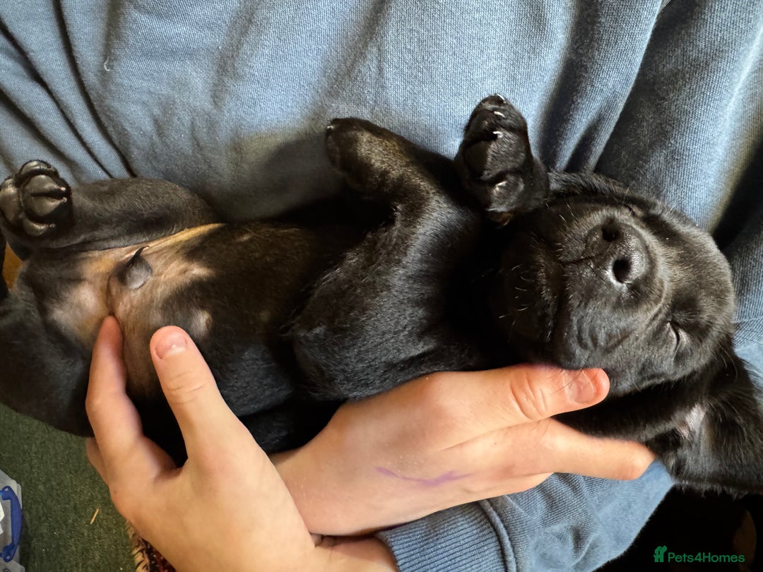 Labrador Retriever dogs for sale: Labrador Puppies  - Advert 20