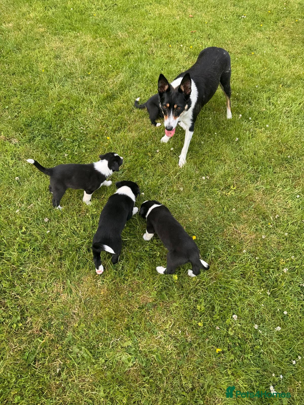 Border Collie dogs GORGEOUS BLACK AND WHITE BORDER COLLIE PUPPIES - Advert 2