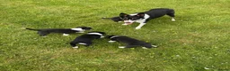 Border Collie dogs for sale: GORGEOUS BLACK AND WHITE BORDER COLLIE PUPPIES - Advert 2
