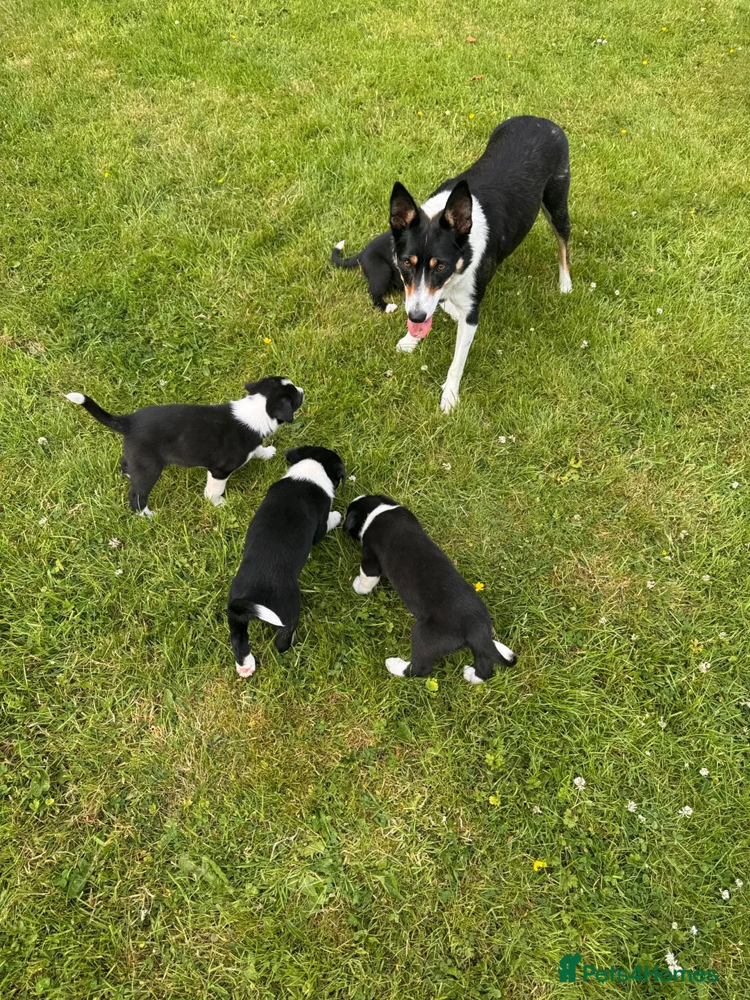 Border Collie dogs for sale: GORGEOUS BLACK AND WHITE BORDER COLLIE PUPPIES - Advert 2
