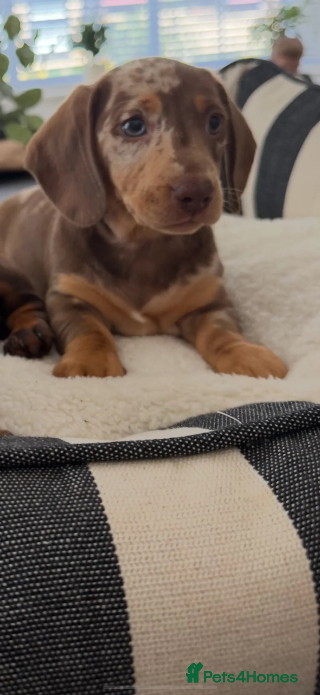 Miniature Dachshund dogs for sale: Miniature dachshund dapple female🤍 - Advert 2