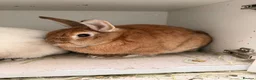 Mixed Breed rabbits for sale: 2 Bunnies for sale  in Beaconsfield - Advert 3