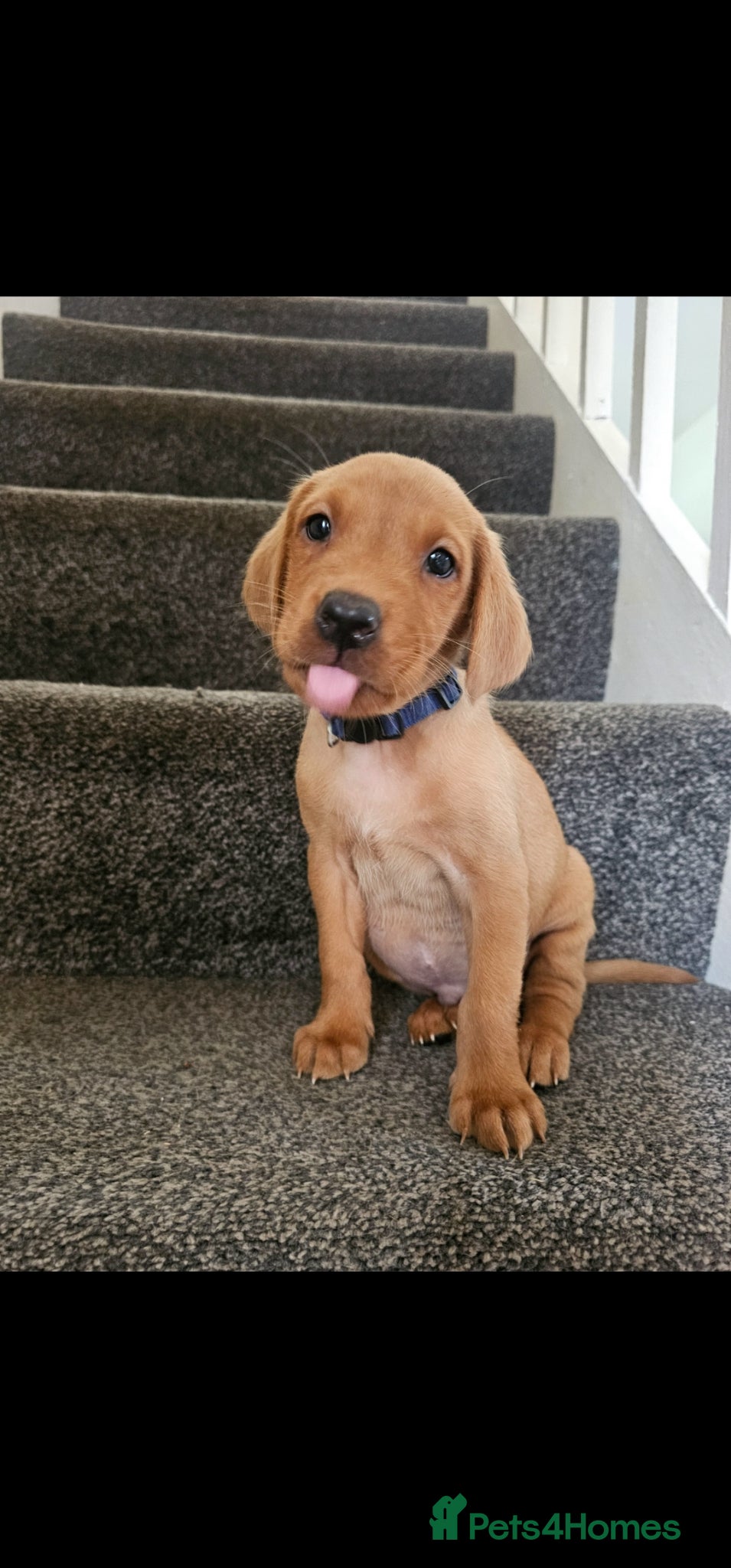 Labrador Retriever dogs Absolutely stunning kc registered fox red pups - Advert 14