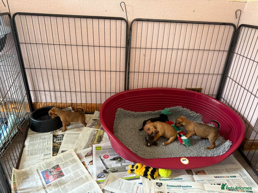 Jack Russell dogs for sale: Gorgeous Jack Russell Puppies - Image 26