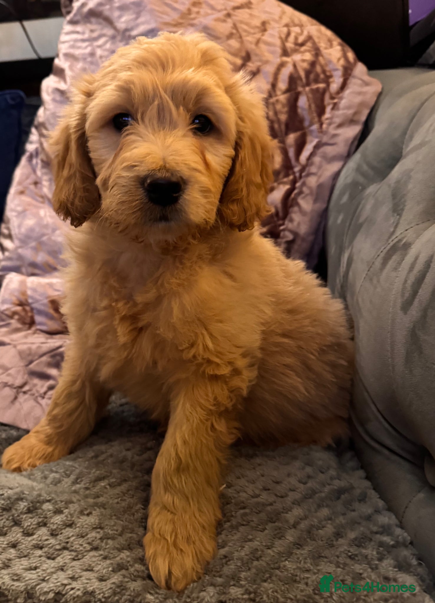 Goldendoodle dogs Stunning Goldendoodle puppies  - Advert 1