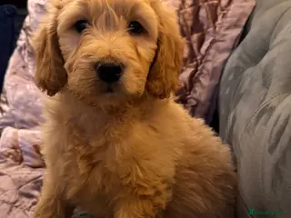 Goldendoodle dogs Stunning Goldendoodle puppies - Advert 1