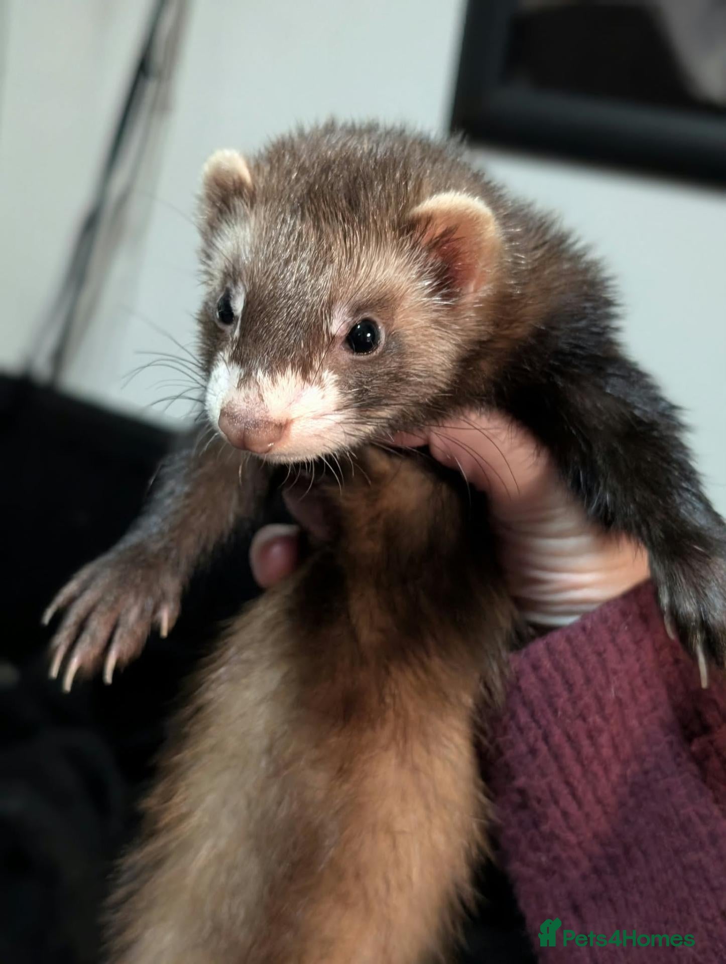 Ferret rodents Reserved - Advert 10
