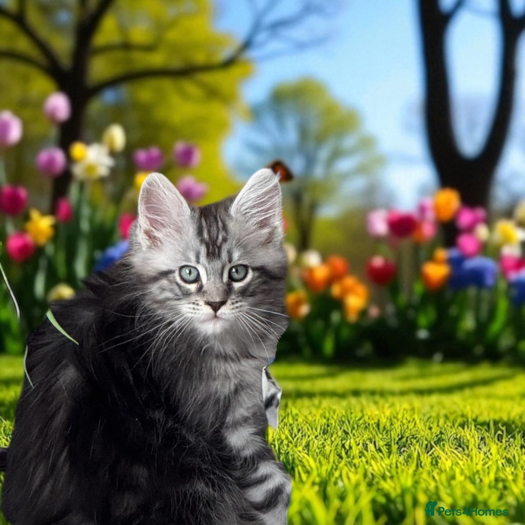 Maine Coon cats for sale: Outstanding pedigree Maine coons  - Image 11