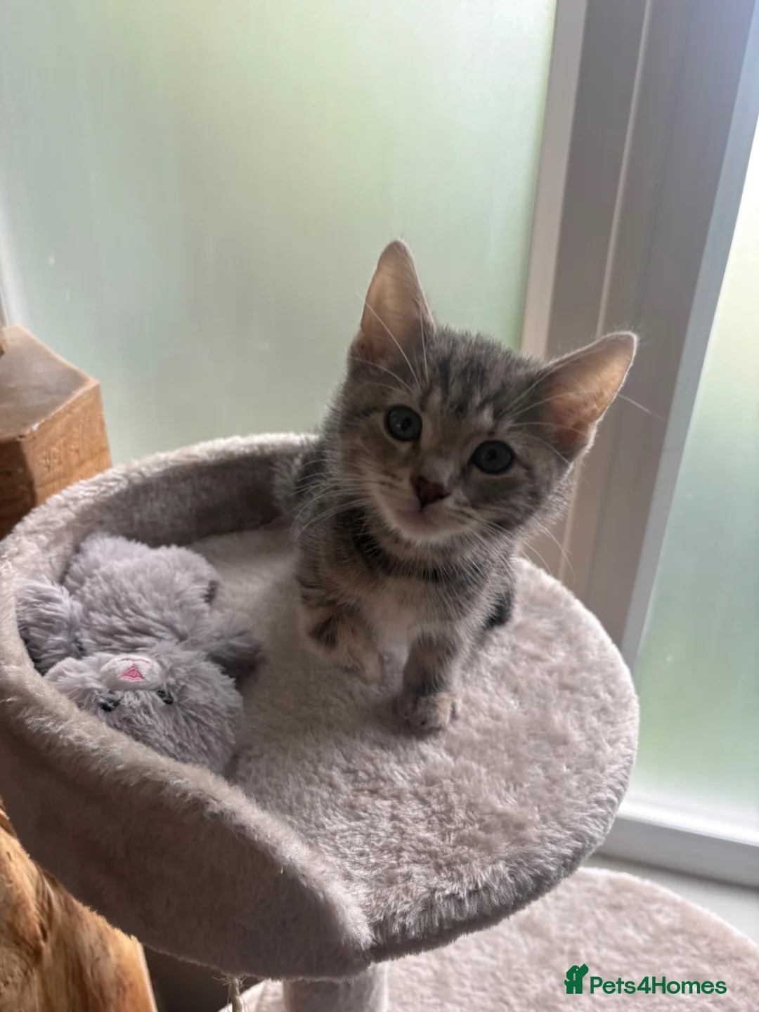 Mixed Breed cats for sale: Bengal and orange cat mix in Bradford - Advert 1