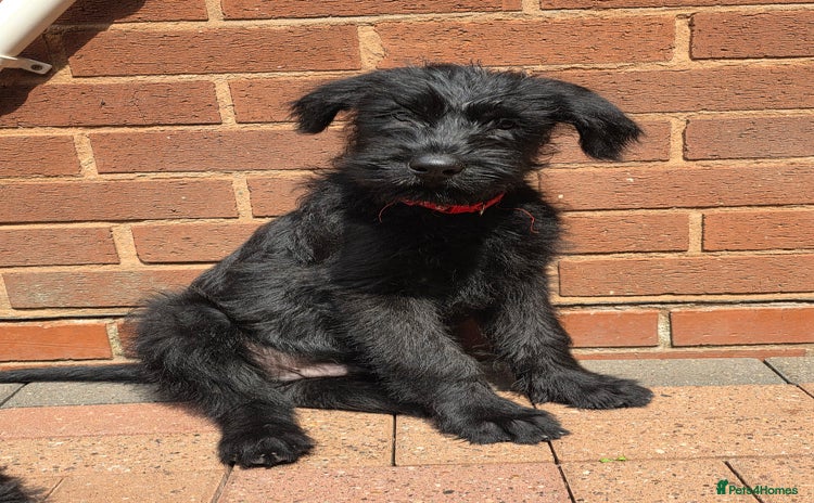 Giant Schnauzer dogs in West Bromwich - Advert 1