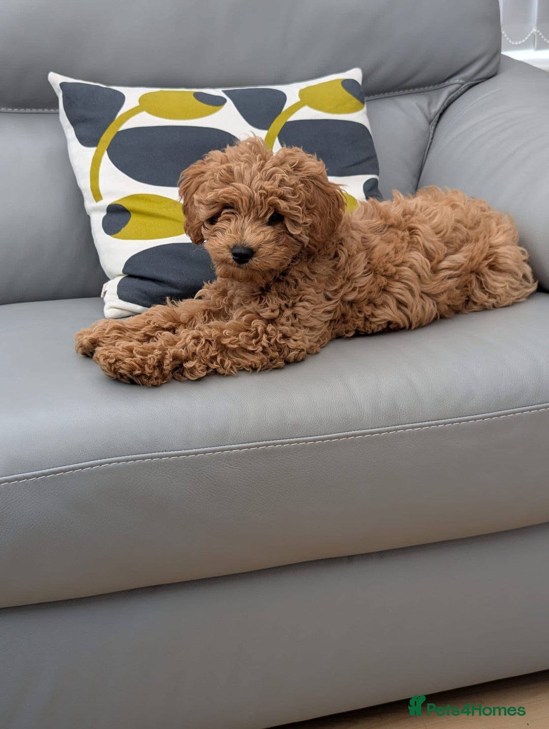 Cockapoo dogs for stud: KC Toy poodle stud - fully health tested  - Advert 4