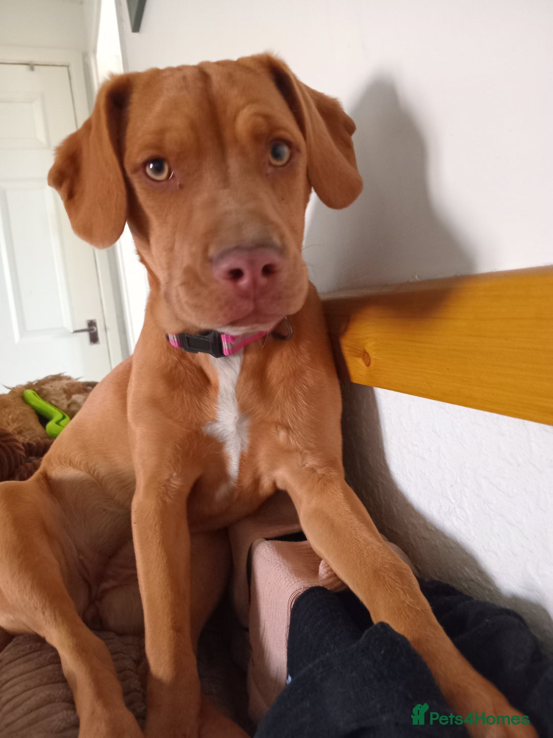 Mixed Breed dogs for sale: Leah hungarian vizsla x - Image 3