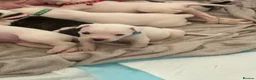 American Bulldog dogs for sale: American bulldog puppies  - Advert 13