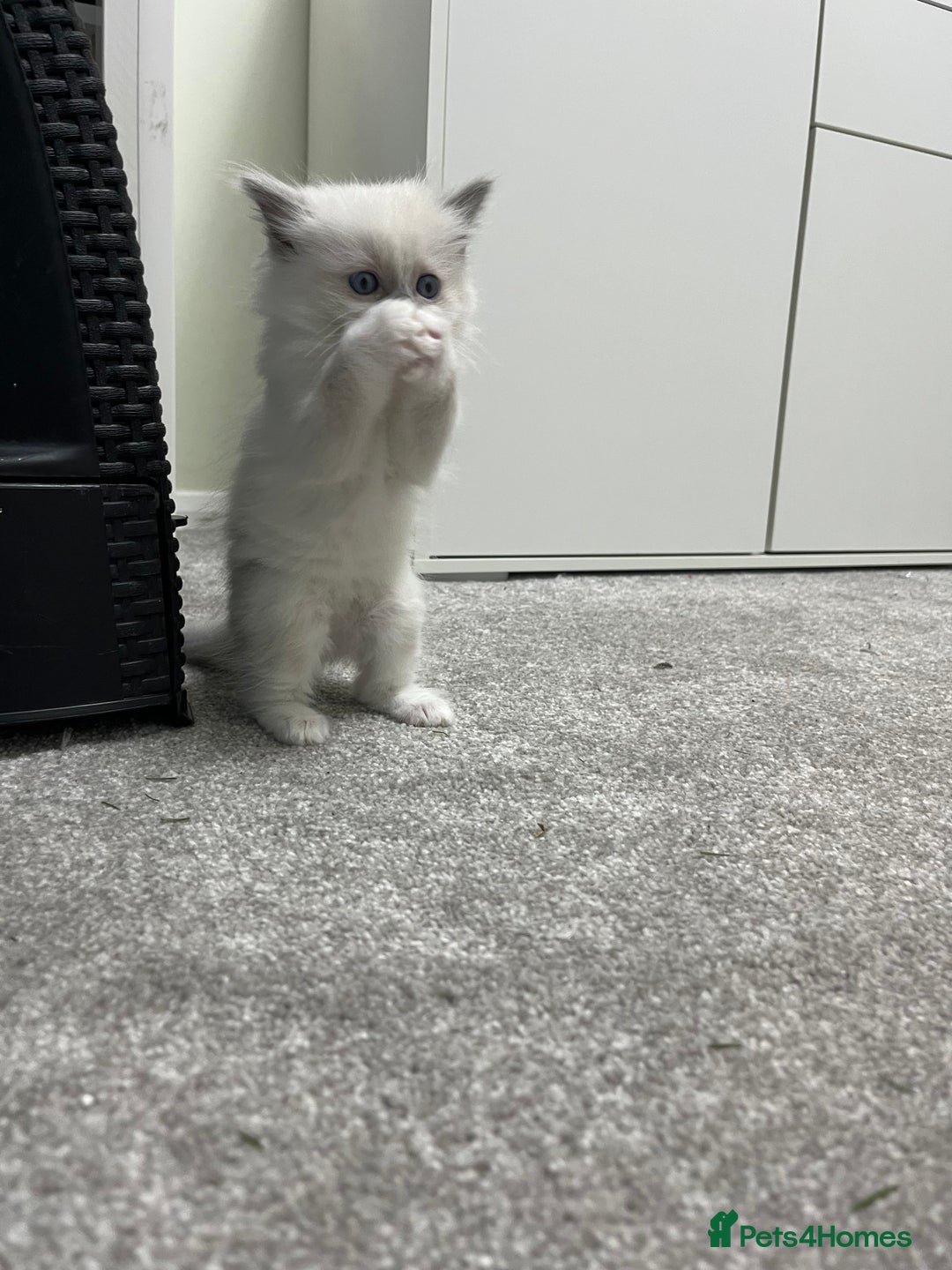 Ragdoll cats for sale: Blue point Ragdoll girl - Advert 4