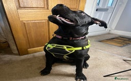 Mixed Breed dogs for sale: Female Cane Corsa Cross Presi  - Image 6