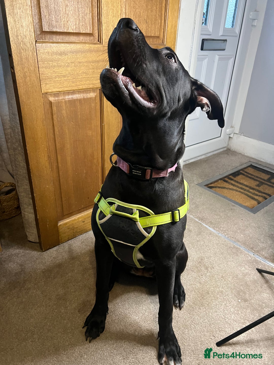 Mixed Breed dogs for sale: Female Cane Corsa Cross Presi  - Image 6