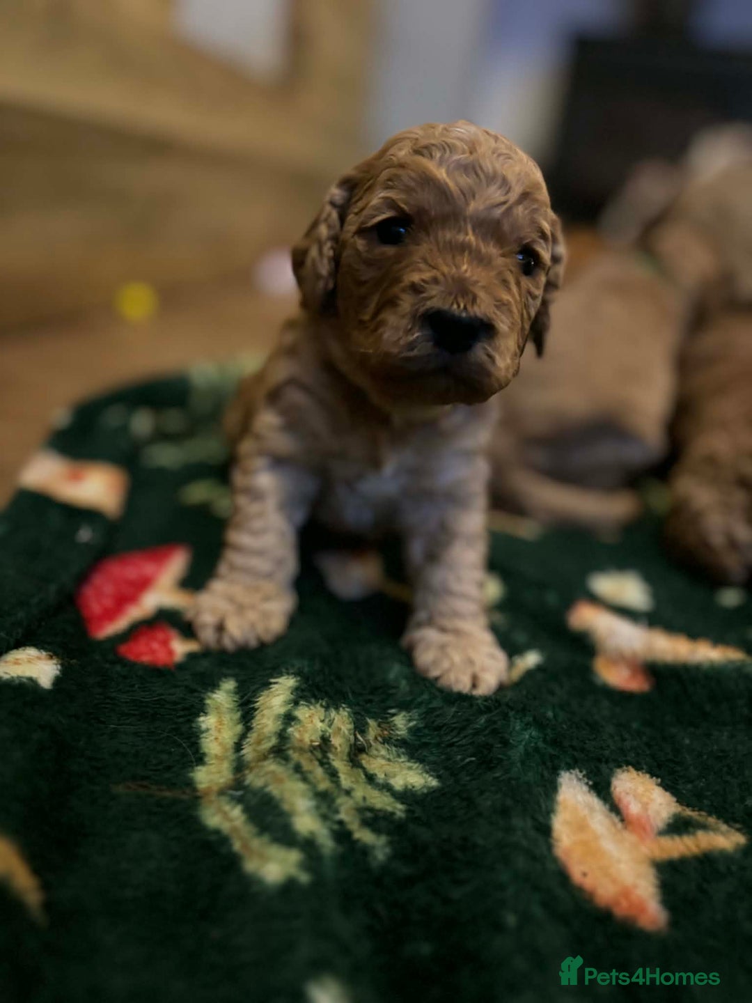 Cockapoo dogs for sale: ***BEAUTIFUL F1B COCKAPOOS*** - Advert 10