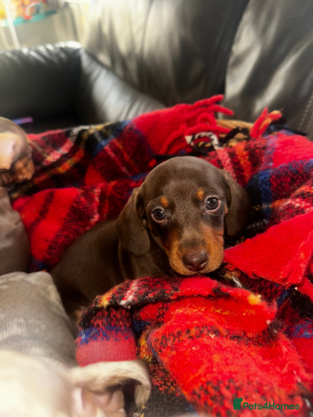 Dachshund dogs for sale: 7 beautiful dashound puppys - Advert 12