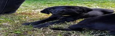 Labrador Retriever 7
