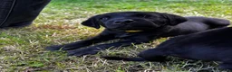 Labrador Retriever dogs for sale: Working line Labrador puppies in Totnes - Advert 11
