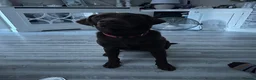 Labrador Retriever dogs for sale: Male Labrador  in Bristol - Advert 2