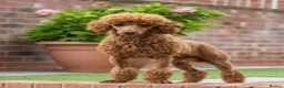 Poodle dogs for stud: Donnajays  5* PROVEN, HEALTH TESTED & PROFESSIONAL - Advert 17