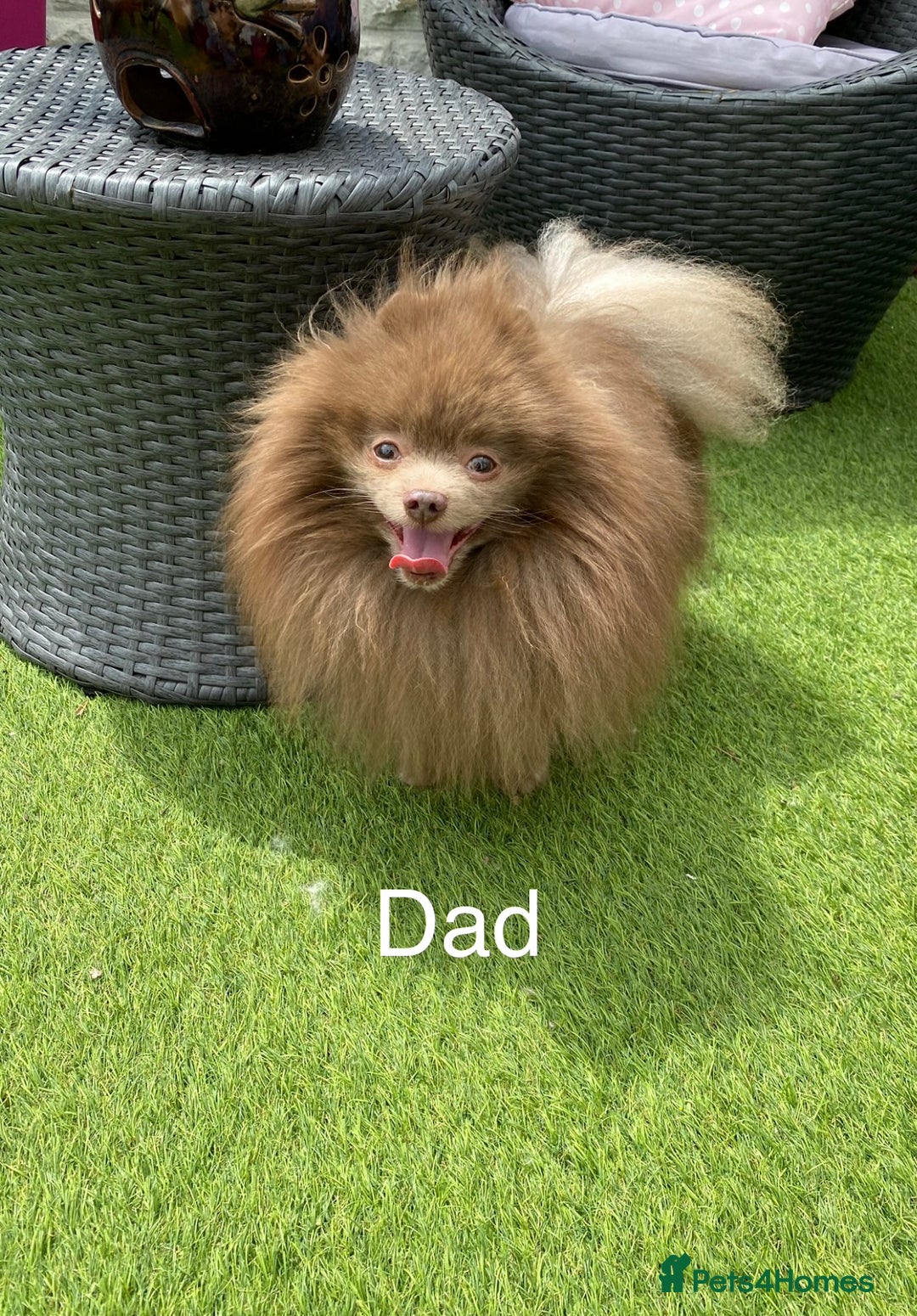 Mixed Breed dogs for sale: For sale 4 unique chowpom Puppies  - Advert 3