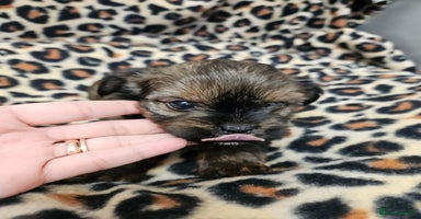 Yorkshire Terrier dogs - Advert 10