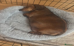 Miniature Dachshund dogs for sale: Kc reg miniature dachshund  - Image 28