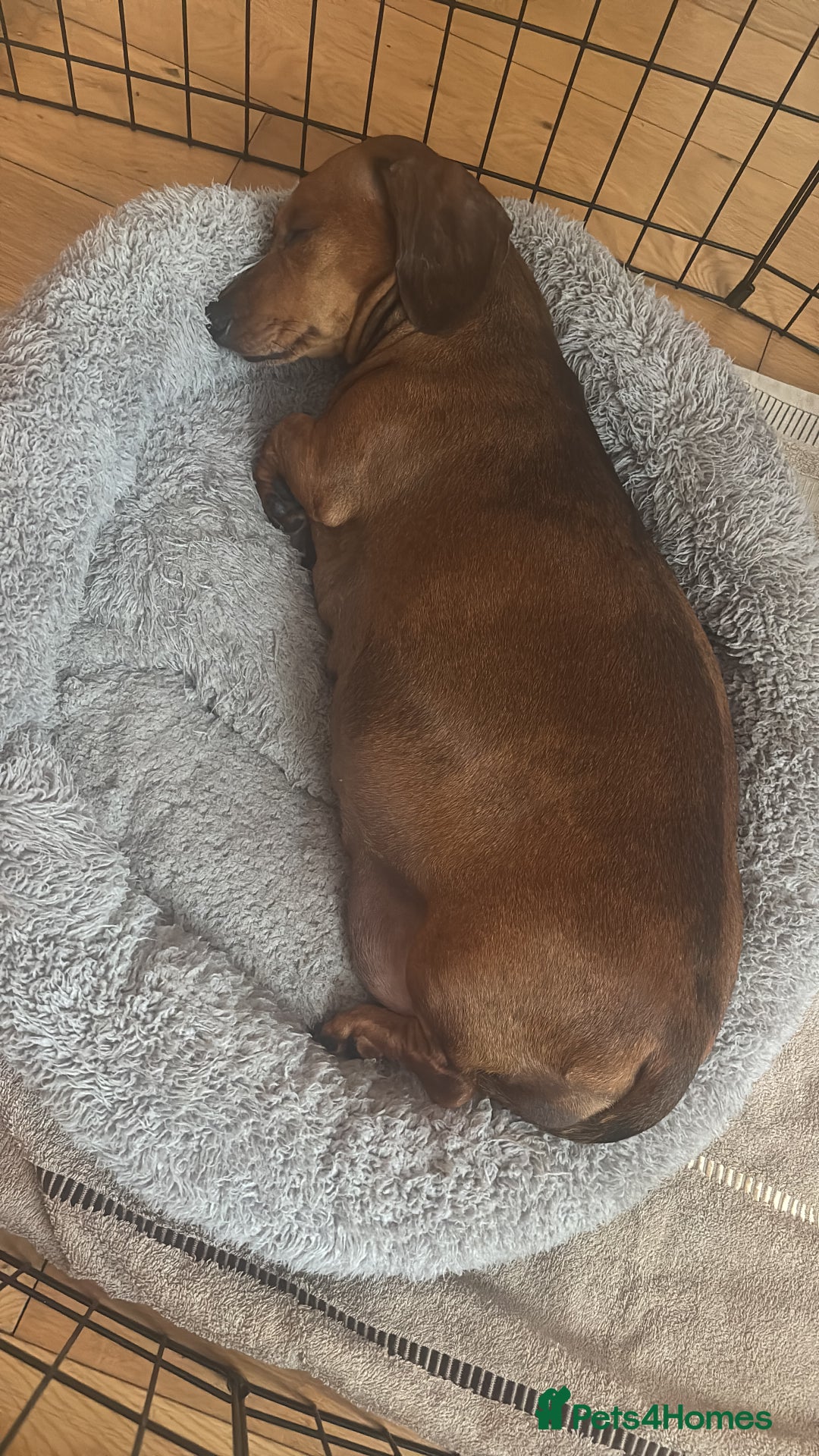 Miniature Dachshund dogs for sale: Kc reg miniature dachshund  - Image 28