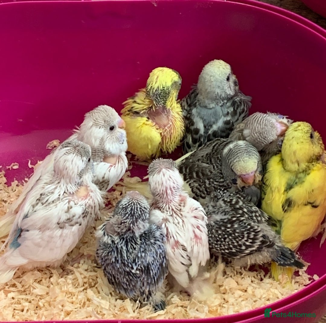 Budgerigars birds for sale: Baby budgies 8 weeks  - Image 11