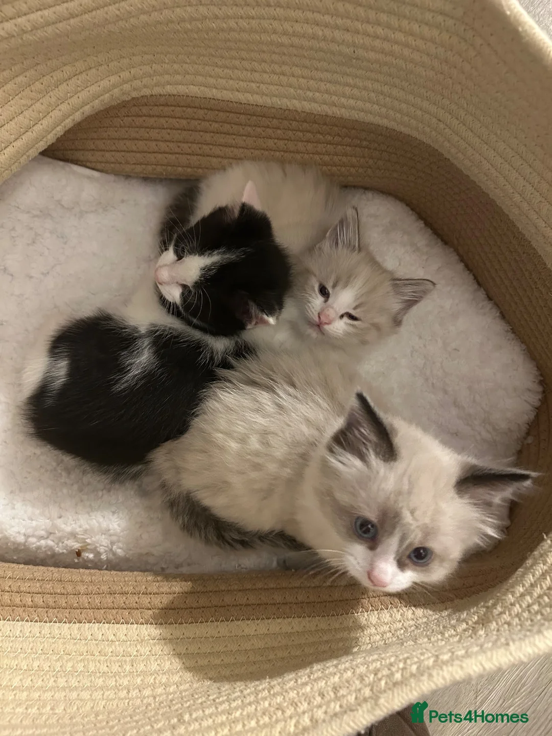 Mixed Breed cats for sale: 1 mother and 3 adorable kittens  - Advert 12