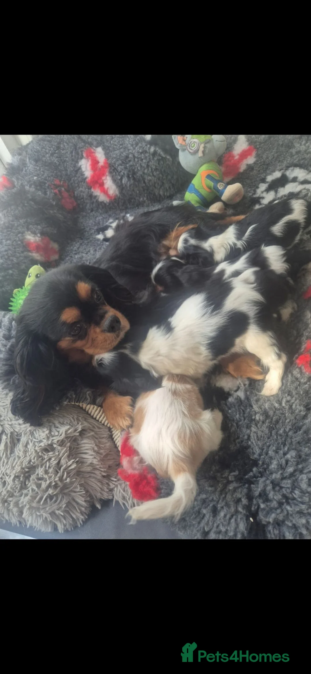Cavalier King Charles Spaniel dogs for sale: KC Health Clear Cavalier King Charles Boys - Advert 40