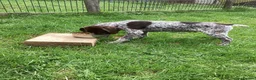 German Shorthaired Pointer dogs for sale: German Shorthaired Pointer pups for sale in Milnthorpe - Advert 5