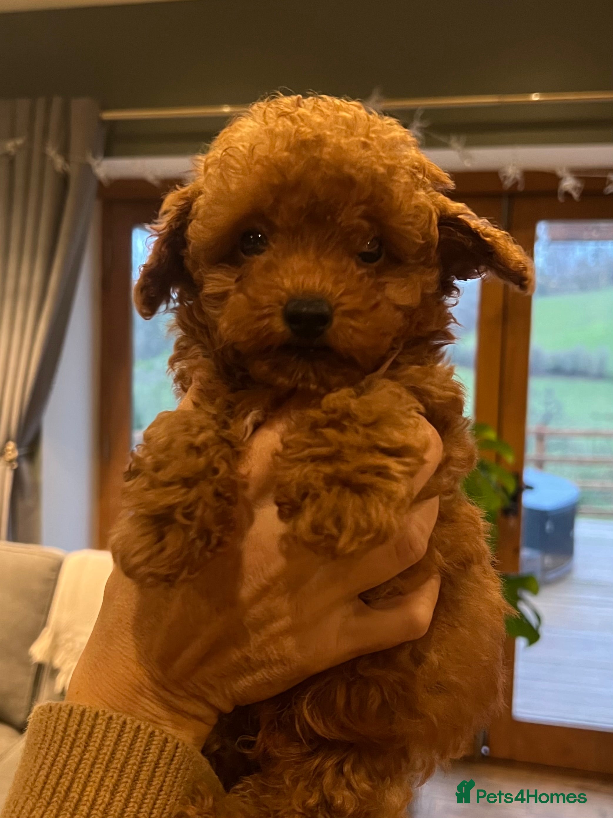 Toy Poodle dogs KC Registered Red True to Type Toy Poodle Boys  - Advert 5