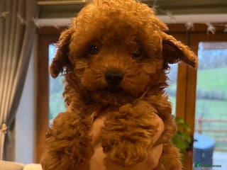 Toy Poodle dogs KC Registered Red True to Type Toy Poodle Boys - Advert 5