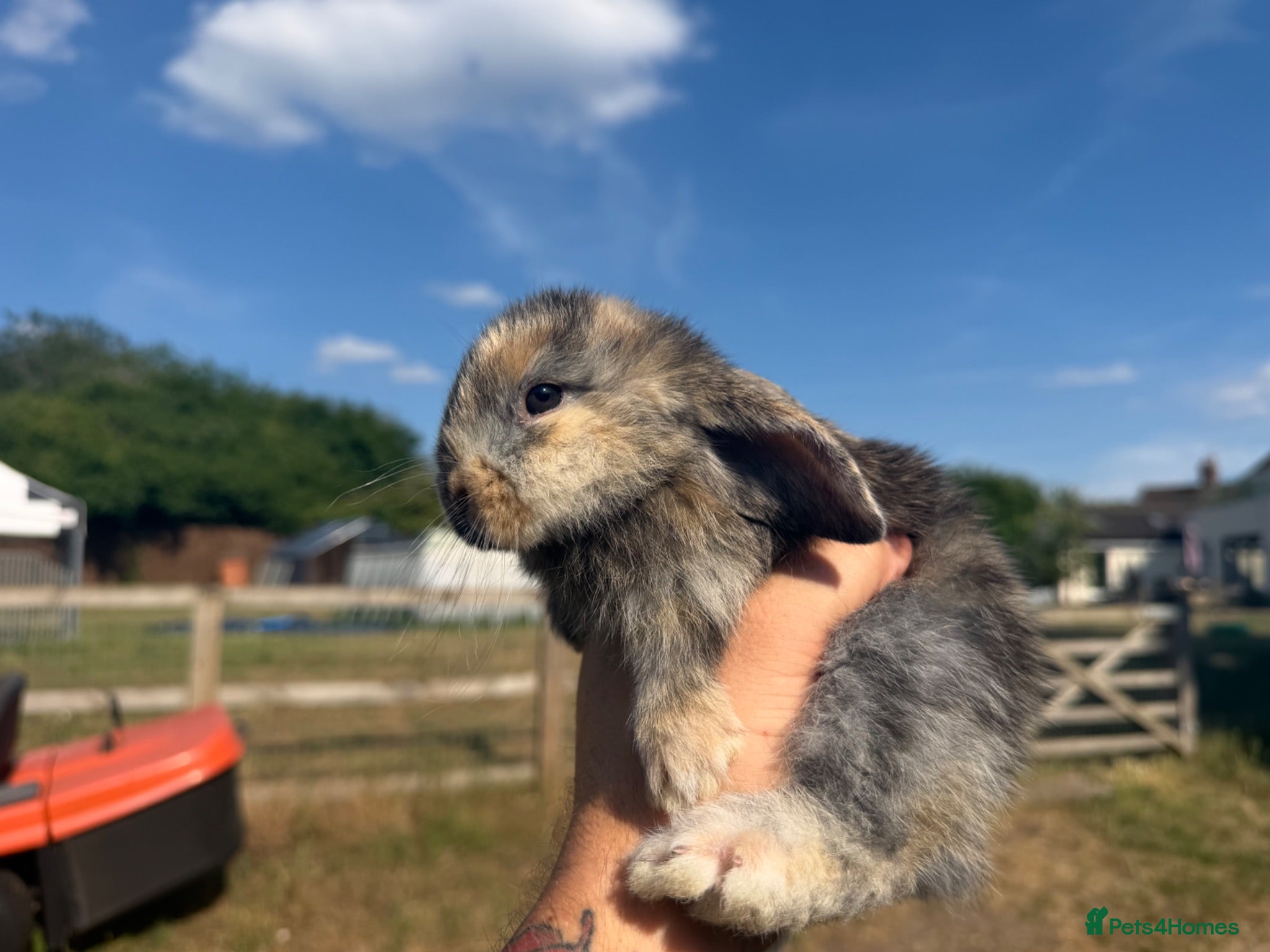 French Lop rabbits Large French lop babies  - Advert 2