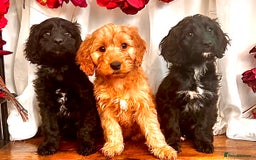 Cockapoo dogs for sale: Quality F1 Cockapoo Puppies GIRLS Various pricing  - Image 5