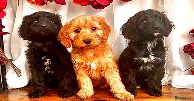 Cockapoo dogs - Advert 13
