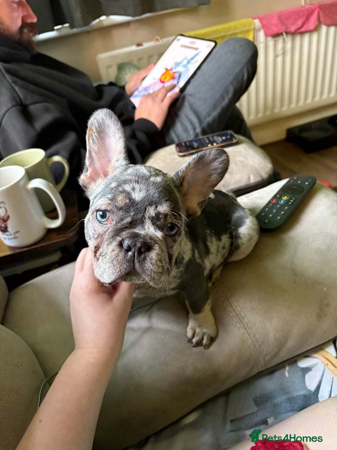 French Bulldog dogs for sale: 5 female French bulldogs  - Advert 9