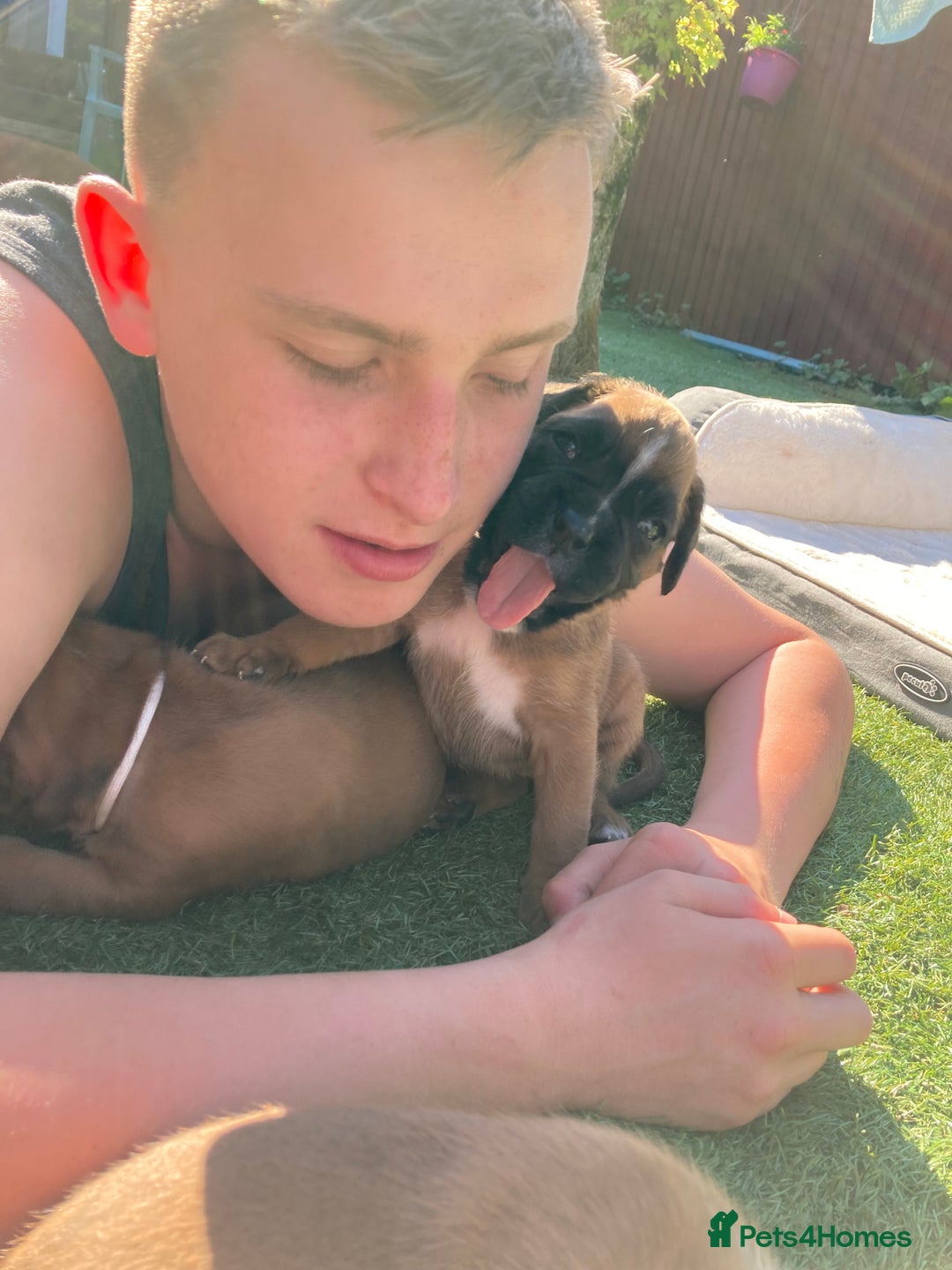 Boxer dogs for sale: Boxer baby girl 💖 - Image 16