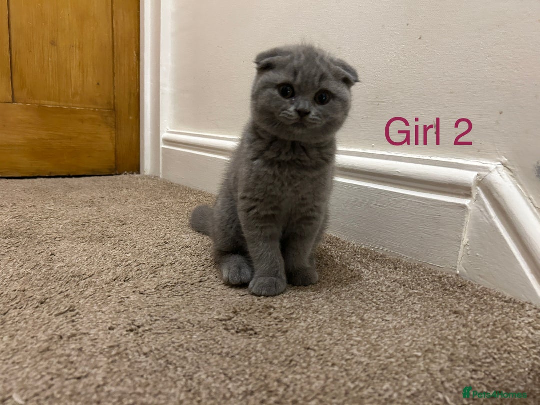 Scottish Fold cats for sale: Scottish Fold kitten  - Image 4