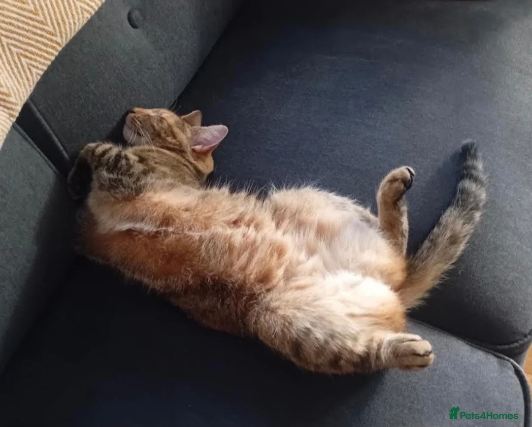Mixed Breed cats for sale: Looking to re-home - Advert 1